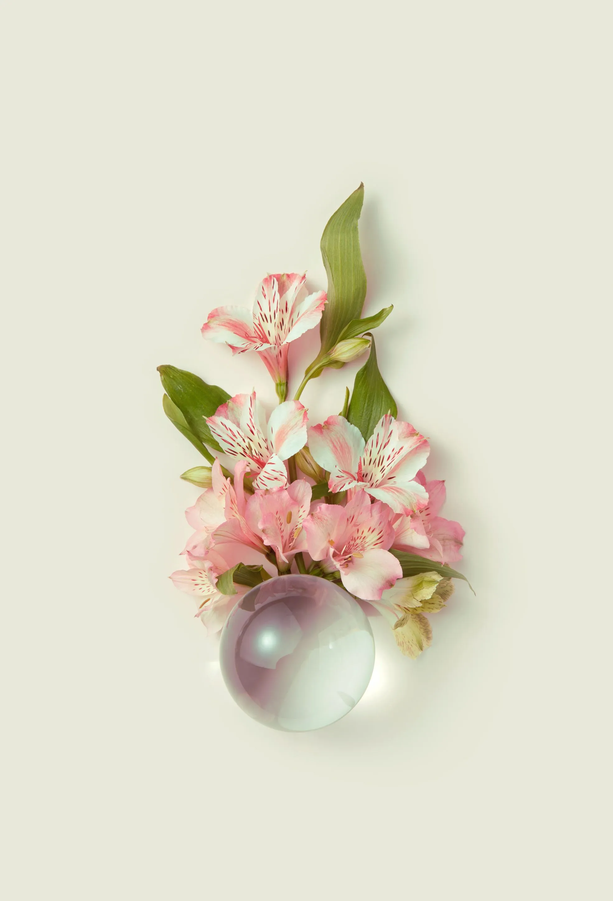 Pink flowers