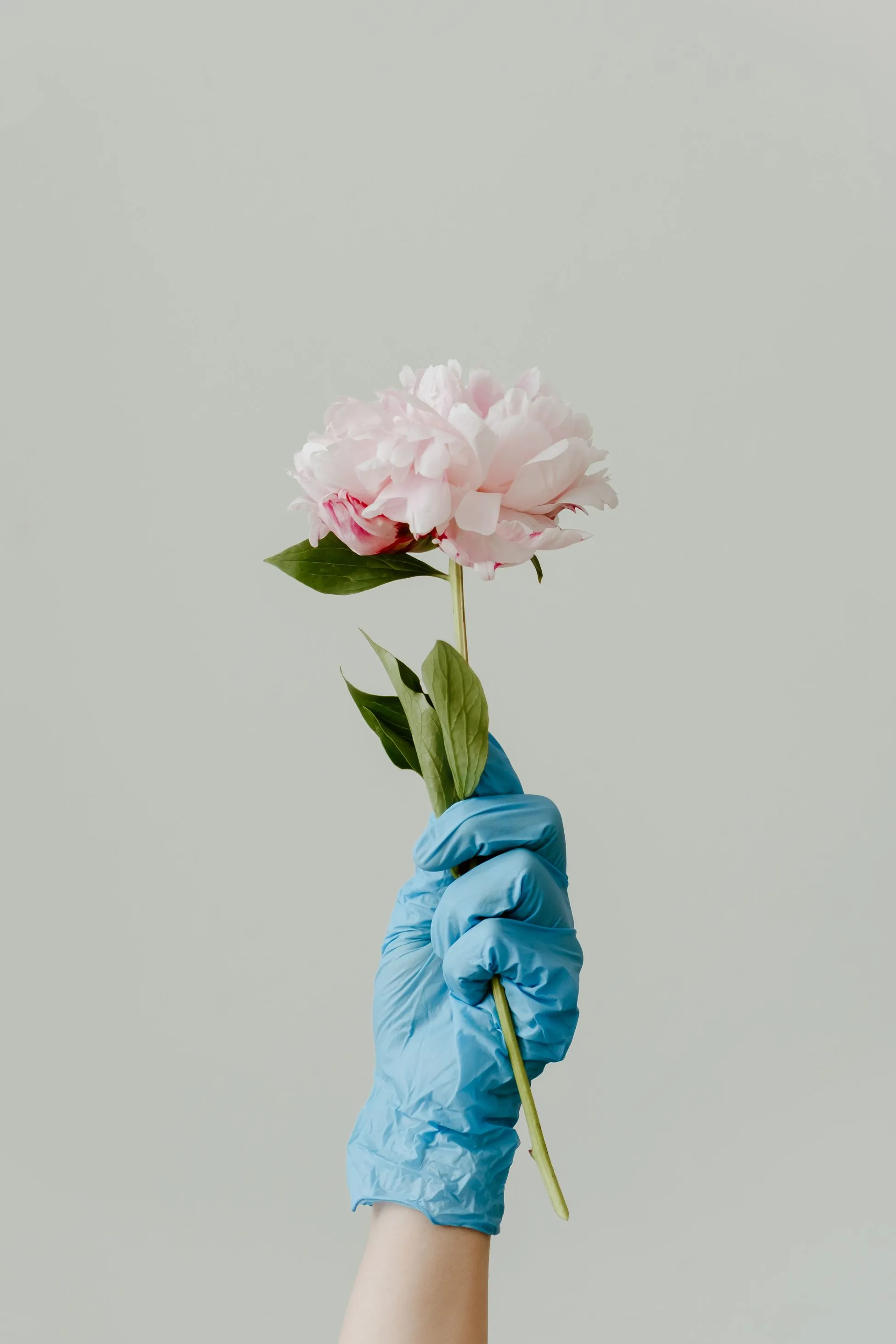 Gloved hand holding flower.