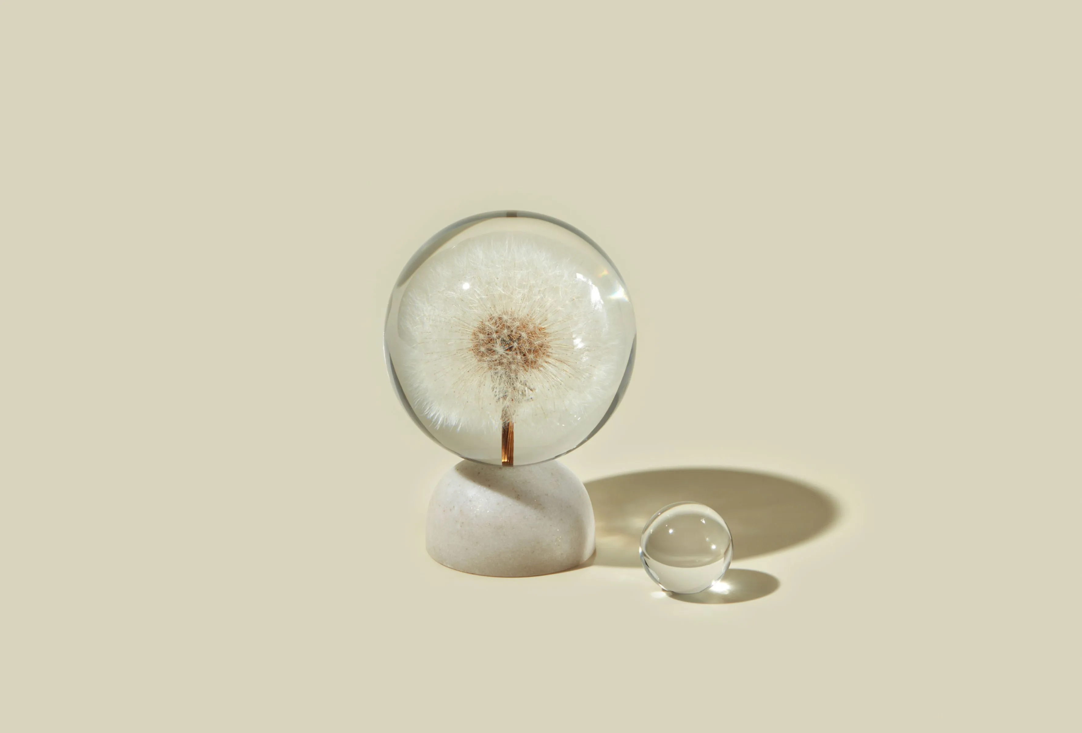 Dandelion in glass orb