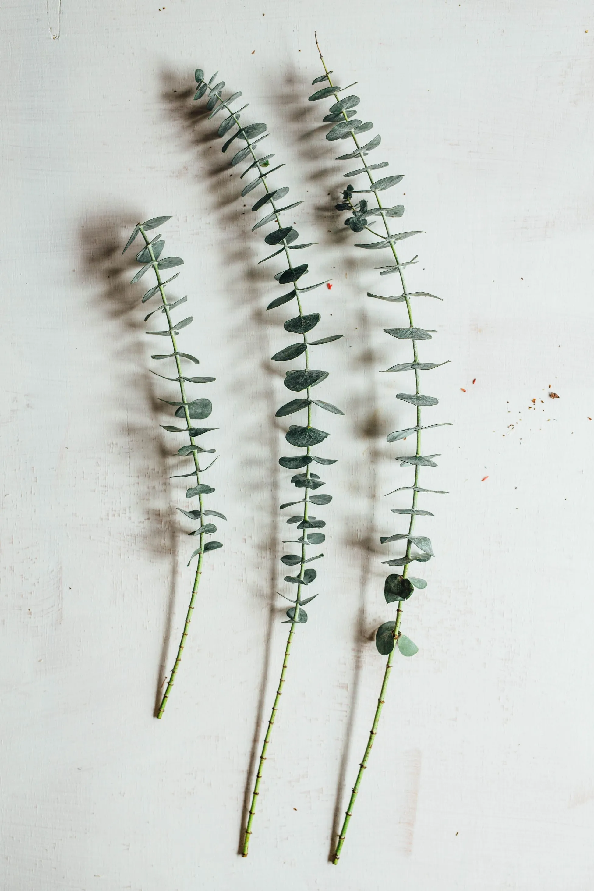 Eucalyptus springs on a white background