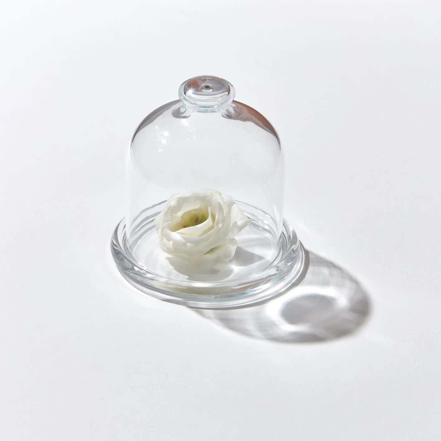 RPMG flower-under-glass