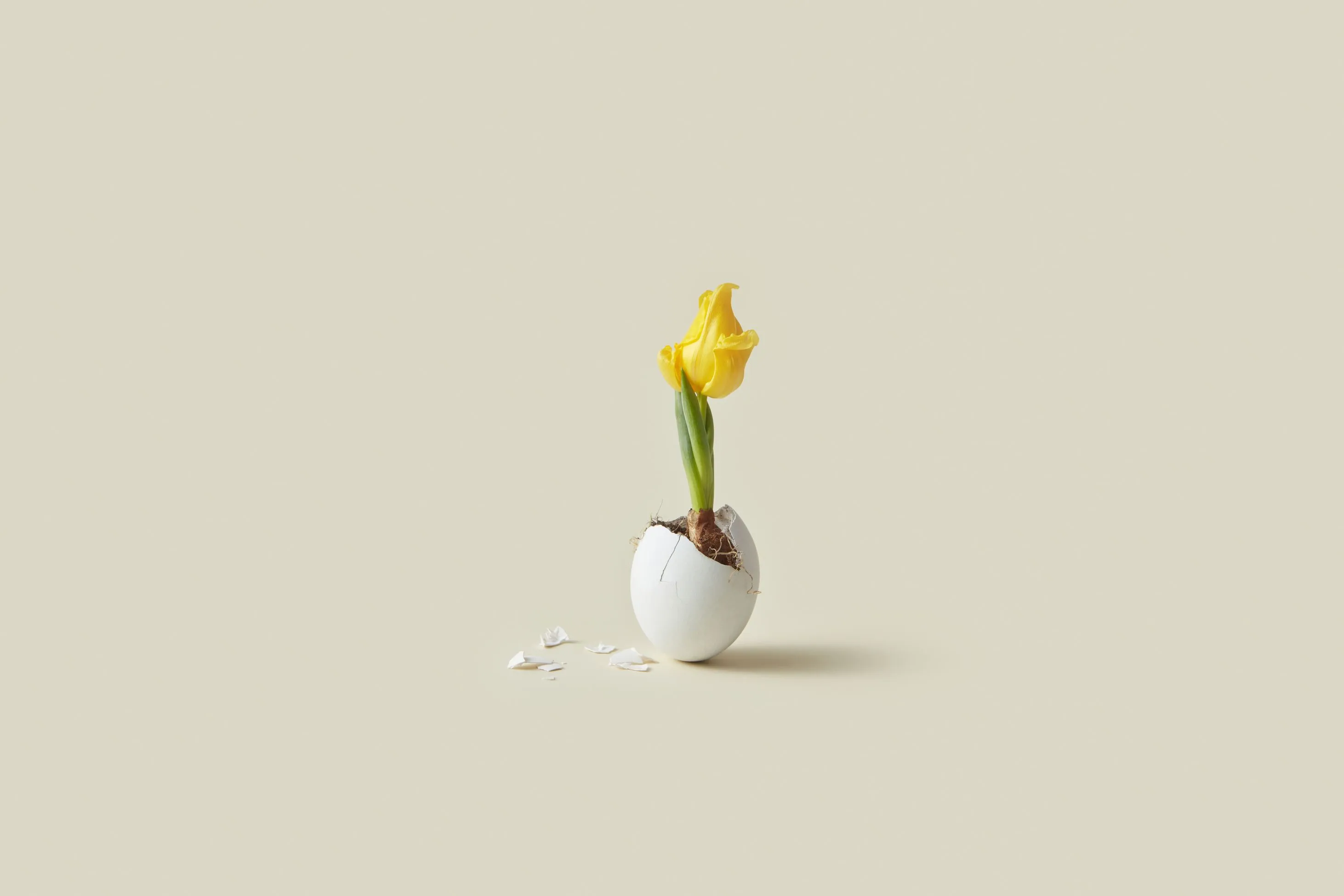 A tulip breaking out of an egg.