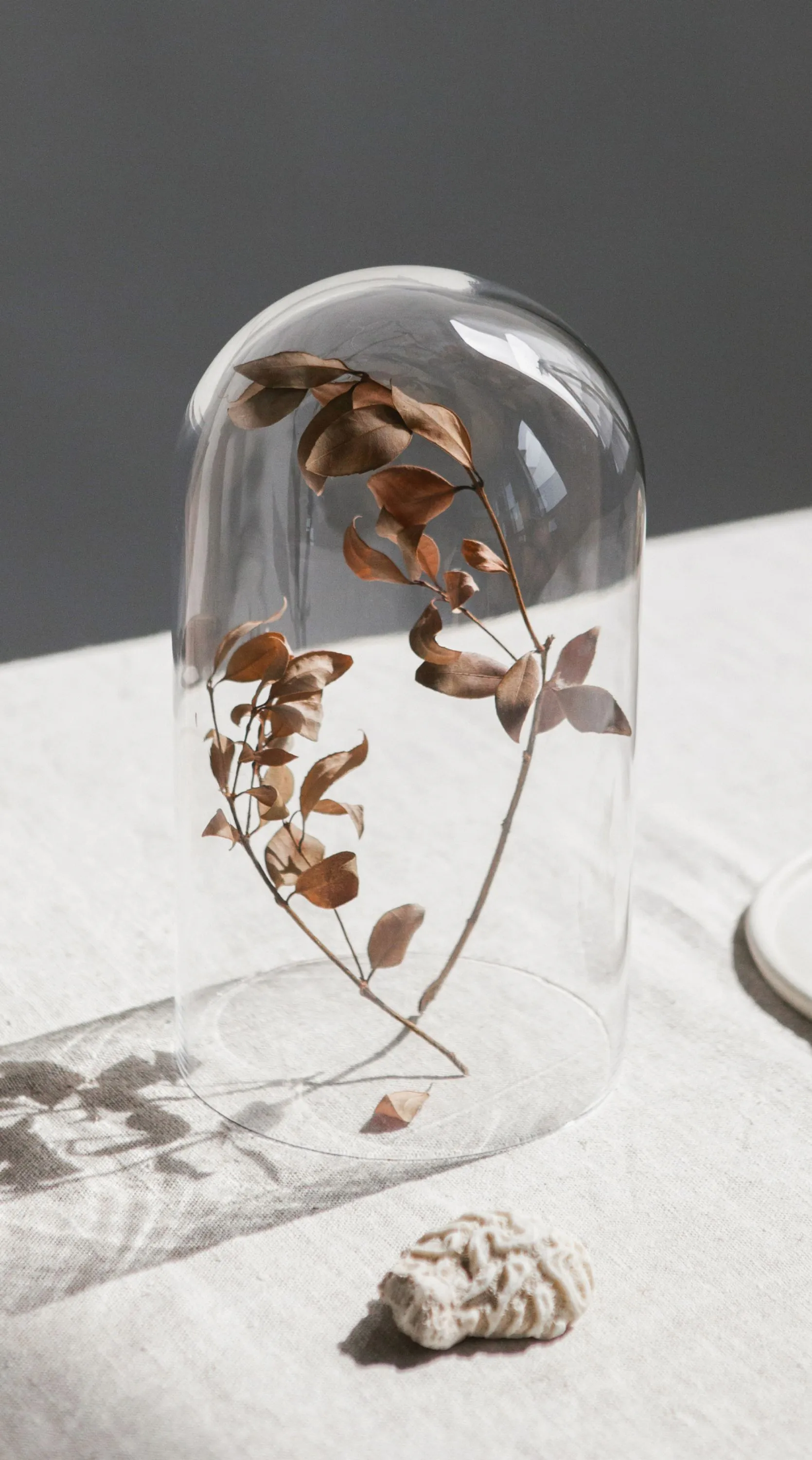 Eucalyptus leaves under a glass dome.